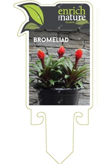 Bromeliad Label Image.jpg